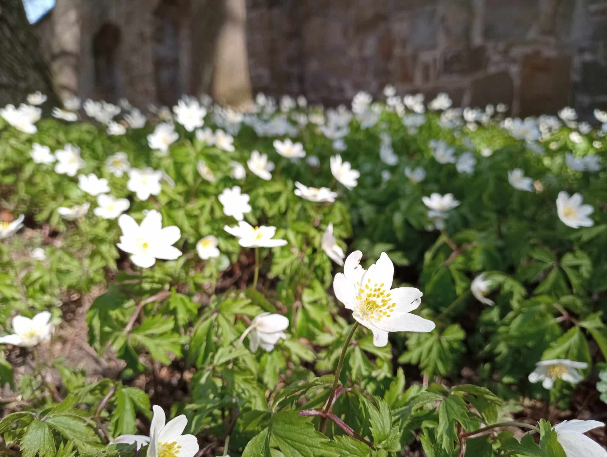 Wiosna w Parku Zamkowym - zakwity biae zawilce